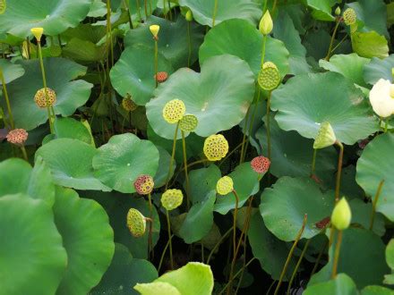 蓮蓬寓意|莲蓬（莲科莲属植物）